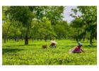Tea Exports India | Adsun TEA