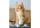 Purebred Maine Coon Kittens for Sale – Healthy, Friendly, and Perfect for Families!