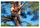 Expert Tree Care | North Eastern Tree Service – Safe & Reliable