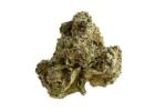 Fresh Hemp Flower for Natural Wellness