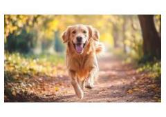 Professional Dog Training Services for a Well-Behaved Pet- Dogstrainingdubai