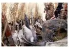 Colorado Goose Hunting Guides - Birds and Bucks Outdoors