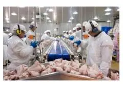Buy Halal Frozen Chicken from Brazil