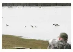 Guided Goose Hunt Colorado - Birds & Bucks Outdoors