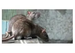 Expert Rodent Control New Westminster – Call for Same-Day Help