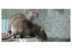 Expert Rodent Control New Westminster – Call for Same-Day Help