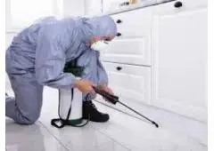 Reliable Residential Pest Control Services Langley for a Pest-Free Home