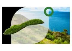 Artificial Grass Cleaning & Maintenance in Dubai – Book Now!