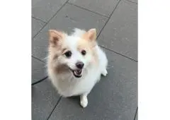 Best Pet Services in Five Dock