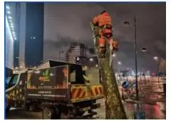 Best Tree Removal service in Hucknall