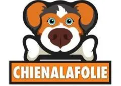 Canapés Imperméables pour Chiens : Le Luxe sans les Tracas