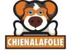 Canapés Imperméables pour Chiens : Le Luxe sans les Tracas