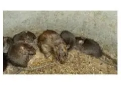 Best Rodent Pest Control service in Bondi