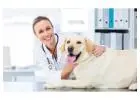 Personalized Pet Wellness Plans at Care Pet Animal Hospital