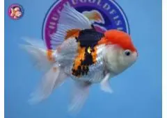 Fish Store in Austin