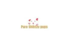 Find Shih Tzu Puppy for Adoption Now at Pure Shih Tzu Pups