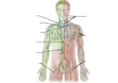 Lymphatic Circulation and your Immune system