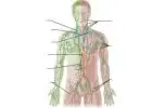 Lymphatic Circulation and your Immune system