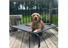 Best Dog Boarding in Poplar Hill