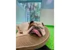 All Dogs Rock | West Palm’s #1 Pet Paradise!