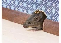 Top Rated Pest Control Services for Total Peace of Mind