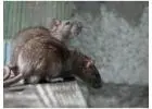 Professional Mice Control Services to Eliminate Infestations Safely