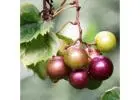 Order Fresh Muscadine Grape Vines Online from Greenwood Nursery