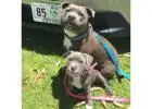 American Bully and American Pitbull Terrier Puppies for sale |