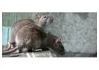 Expert Rodent Control Vancouver Residents Can Rely On