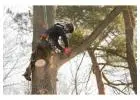 Tree Services Pacific palisades - Gabrieltreeservices.com