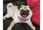 Best service for Dog Grooming in Greerton