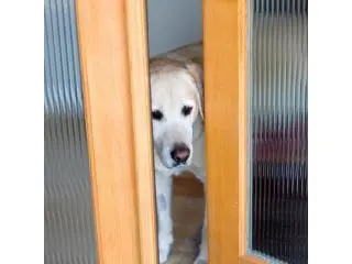 Upgrade Your Home with Pet Door Sales and Installation Sacramento | Pet Independence Upgrade Your Home with Pet Door Sales and Installation Sacramento | Pet Independence