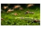 Mosquito Control​ Fort Worth Dallas, TX
