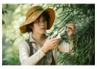 Professional Tree Care Services To Preserve And Protect Your Trees
