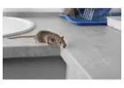 Professional Rat Exterminator Services You Can Trust