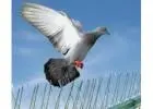 Trusted Bird Removal Service – Humane & Efficient Solutions