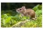 Fast & Affordable Mice Control Services – Eliminate Rodents Today