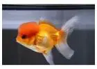 High Quality Fancy Goldfish