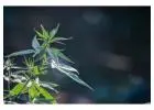 Medical Marijuana for Muscle Spasms Relief in Kentucky