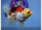 Online Goldfish Store