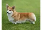 Pembroke Welsh Corgi Puppies – Small Dogs with Big Hearts