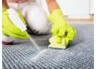 Best Carpet Stain Removers
