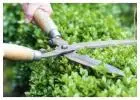 Best Tree Removal in Adelaide SA