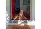 Professional Pet Door Installation Services | Pet Independence