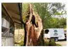 Emergency Tree Removal Sonoma County Ca