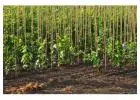 Shop the Best Selection of Trees for Sale at Greenwood Nursery