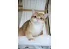 Show Quality British Shorthair Male, Black Golden