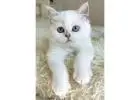 FOR SALE: Show-Quality British Shorthair Female – Blue Eyes, Champion Bloodline