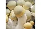 High-Quality Bluey Vuitton Mushroom Spores Online