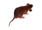 Rodent Control Hunter Valley | CPR Pest Services